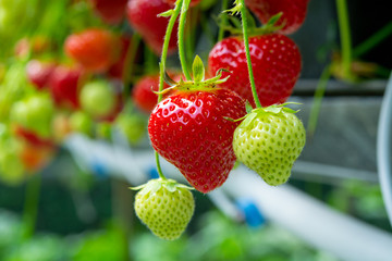Fresh tasty ripe  red and unripe green strawberries growing on strawberry farm