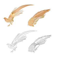 Pheasant, bird. Set of elements for design. Outline hand drawing vector illustration.