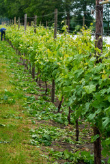 Fototapeta na wymiar Rows on white wine grape plants on Dutch vineyard in North Brabant