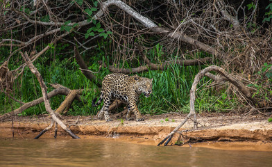 Jaguar is walking along the sand against the backdrop of beautiful nature. South America. Brazil. Pantanal National Park.