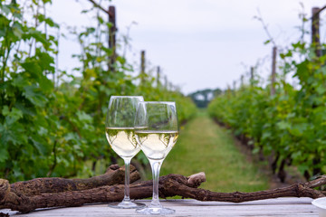 Tasting of white wine on Dutch vineyard in North Brabant