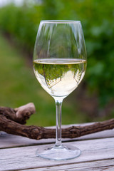Tasting of white wine on Dutch vineyard in North Brabant