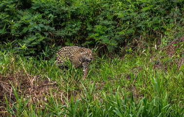 Jaguar walks along the grass along the river bank. South America. Brazil. Pantanal National Park.