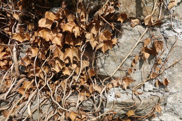 Ivy Leaves on Wall
