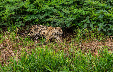 Fototapeta na wymiar Jaguar walks along the grass along the river bank. South America. Brazil. Pantanal National Park.