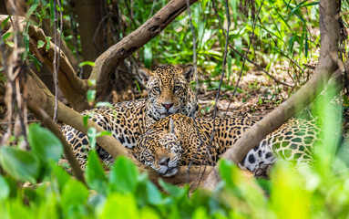 Two jaguars lie in the bushes in the jungle. A rare moment. South America. Brazil. Pantanal...