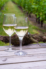 Tasting of white wine on Dutch vineyard in North Brabant