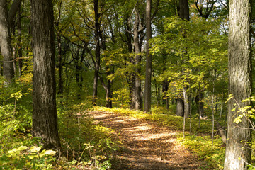 Quiet path through a dense woods