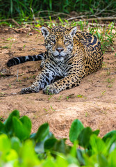 Jaguar lies on the ground among the jungle. Close-up. South America. Brazil. Pantanal National Park.