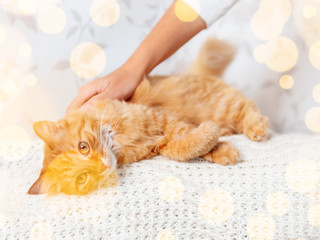 Woman strokes cute ginger cat on knitted sweater. Curious fluffy pet with warm white clothes. Light bulbs bokeh. Cozy home.