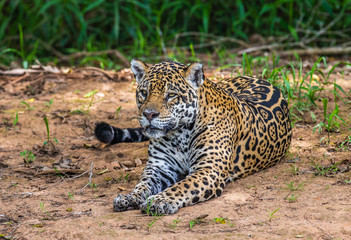 Jaguar lies on the ground among the jungle. Close-up. South America. Brazil. Pantanal National Park.