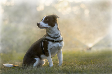 Crossbreed dog during sunset in grass