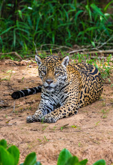 Jaguar lies on the ground among the jungle. Close-up. South America. Brazil. Pantanal National Park.