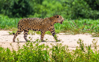 Jaguar is walking along the sand against the backdrop of beautiful nature. South America. Brazil. Pantanal National Park.