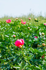 Green nature background with pink peony flowers on farmers field