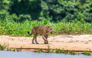 Jaguar is walking along the sand against the backdrop of beautiful nature. South America. Brazil. Pantanal National Park.