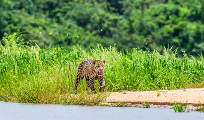 Jaguar is walking along the sand against the backdrop of beautiful nature. South America. Brazil. Pantanal National Park.