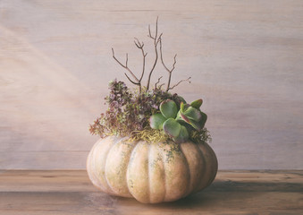 Autumn centerpiece made with a French fairy tale pumpkin filled with succulents and dried branches. 