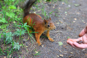 squirrel eating a nut