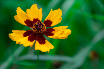 Yellow and burgundy flower. The flower opened against a background of greenery, close-up. Spring concept.