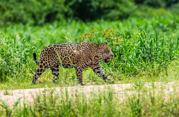 Jaguar is walking along the sand against the backdrop of beautiful nature. South America. Brazil. Pantanal National Park.