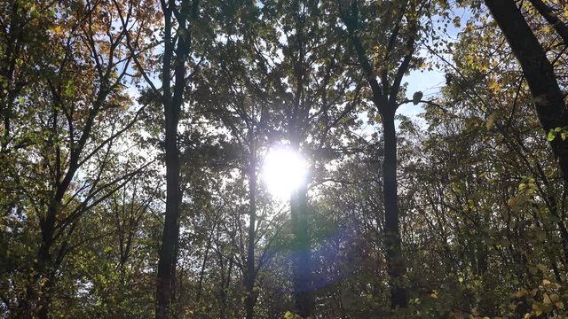 4k video of beautiful autumn or fall forest with trees leafs and branches. Nature outdoor environment