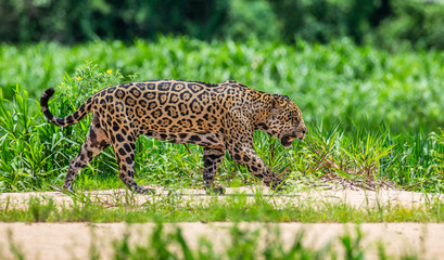Jaguar is walking along the sand against the backdrop of beautiful nature. South America. Brazil. Pantanal National Park.
