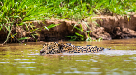 Jaguar is swimming on the river. South America. Brazil. Pantanal National Park.