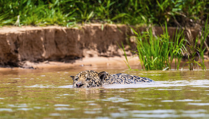 Jaguar is swimming on the river. South America. Brazil. Pantanal National Park.