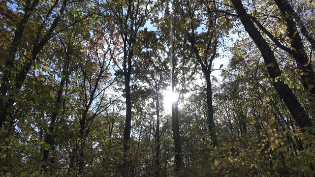 4k video of beautiful autumn or fall forest with trees leafs and branches. Nature outdoor environment