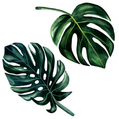 2 Watercolor hand painted green leaves of monstera. Watercolor isolated elements on white background. Tropical illustration for trendy design, print or background.