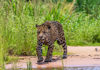 Naklejka na ściany i meble Jaguar is walking along the sand against the backdrop of beautiful nature. South America. Brazil. Pantanal National Park.