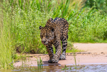 Jaguar is walking along the sand against the backdrop of beautiful nature. South America. Brazil. Pantanal National Park.