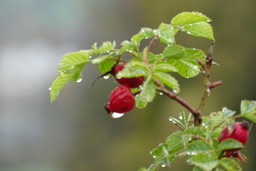 Fototapeta premium red berries on a branch