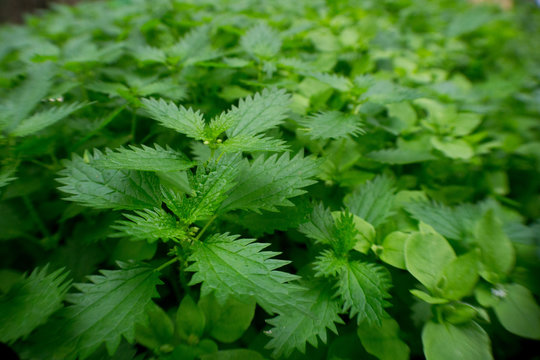 Nettle Forest