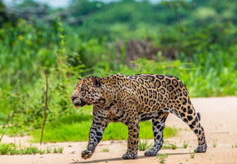 Jaguar is walking along the sand against the backdrop of beautiful nature. South America. Brazil. Pantanal National Park.