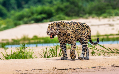Fototapeta na wymiar Jaguar is walking along the sand against the backdrop of beautiful nature. South America. Brazil. Pantanal National Park.