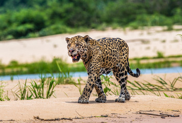 Jaguar is walking along the sand against the backdrop of beautiful nature. South America. Brazil. Pantanal National Park.