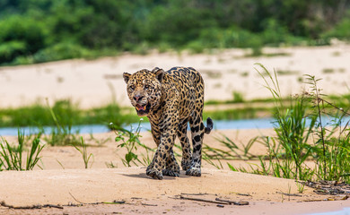 Jaguar is walking along the sand against the backdrop of beautiful nature. South America. Brazil....