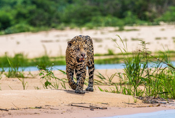 Jaguar is walking along the sand against the backdrop of beautiful nature. South America. Brazil....