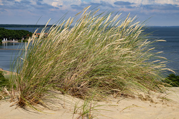 Fototapeta na wymiar Sand dune in Nida. The Curonian Spit. Baltic Sea.
