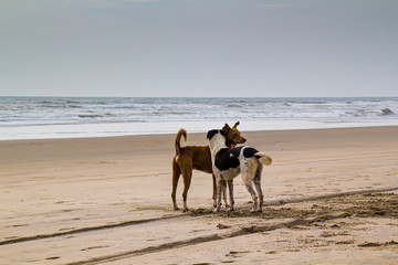 Knuddelnde Hunde an einem Strand in Goa / Indien