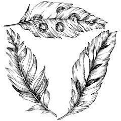 Obraz premium Vector bird feather from wing isolated. Isolated illustration element. Black and white engraved ink art.