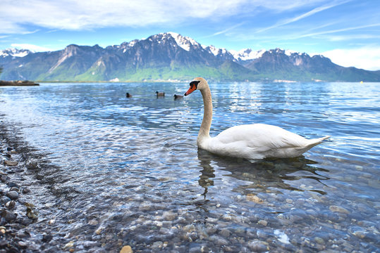 Cisnes en el lago Lem&aacute;n, Suiza