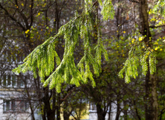 Fototapeta premium A branch of spruce on the background of deciduous trees and windows of the house. Natural background