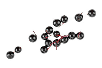 Elder berries isolated on a white background, top view.