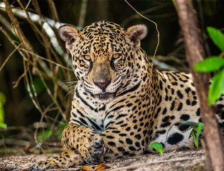 Fototapeta na wymiar Jaguar lies on the ground among the jungle. Close-up. South America. Brazil. Pantanal National Park.