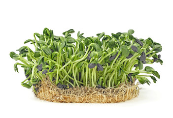 Young sprout microgreen isolated on white background. Sunflower sprouts. Healthy eating concept.