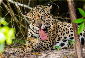 Jaguar lies on the ground among the jungle. Close-up. South America. Brazil. Pantanal National Park.