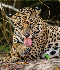 Jaguar lies on the ground among the jungle. Close-up. South America. Brazil. Pantanal National Park.